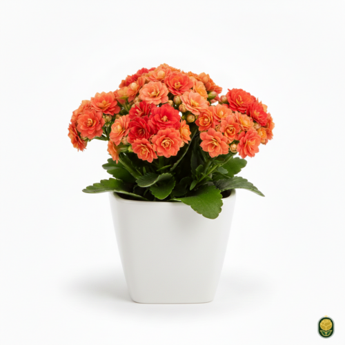Vaso de Kalanchoe